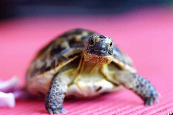 Can Turtles Recognize Their Owners?