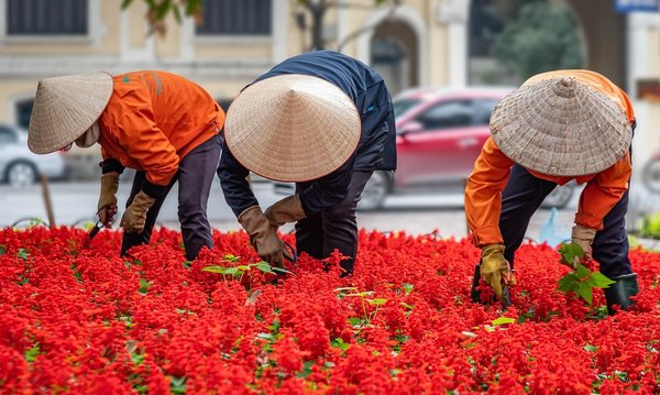 How Can Urban Gardening Improve Your Mental and Physical Health?