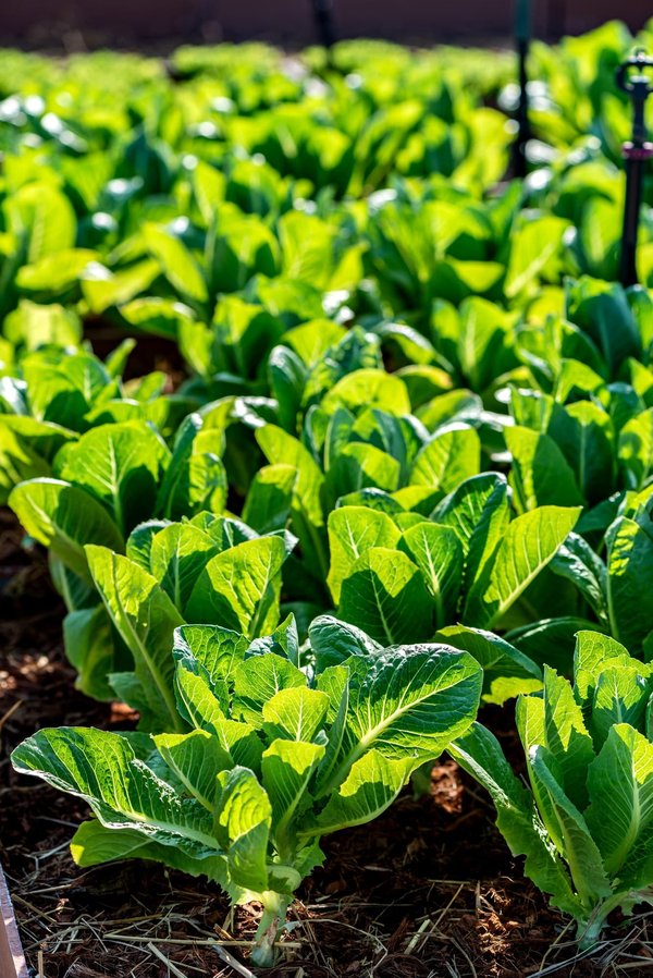 How Can You Create an Indoor Garden That Thrives in Low Light Conditions?